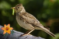 Саргай цэцэг болжмор хоёр